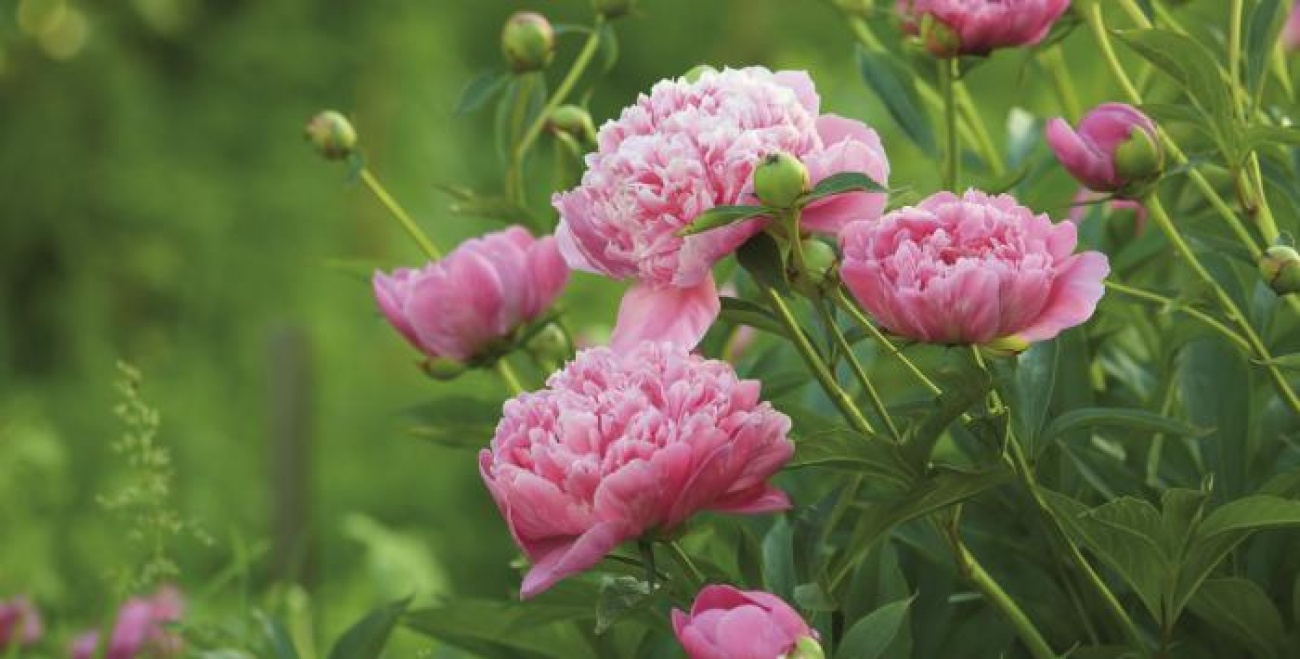 How to Plant Peonies Living North